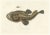 Blanchard, Anglerfish or Monkfish, 1845, Hand-Colored Lithograph For Sale