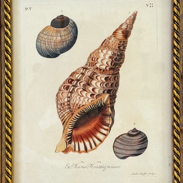 Framed Seashell Engraving Prints - Conchology Engravings After Georg Wolfgang Knorr, Set of 4 For Sale In San Diego - Image 6 of 15