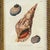 Framed Seashell Engraving Prints - Conchology Engravings After Georg Wolfgang Knorr, Set of 4 For Sale In San Diego - Image 6 of 15