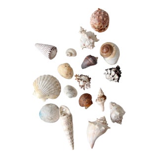 Vintage Collected Seashell Collection For Sale