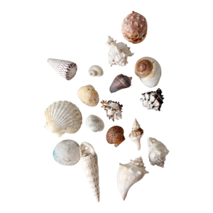 Vintage Collected Seashell Collection