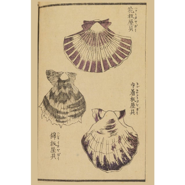 Vintage Japanese Scallop Shells, Woodblock Print Reproduction, 40" X 60" For Sale