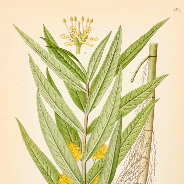Mid-Century Modern 1905 Nordic Tufted Loosestrife Chromolithograph | Antique Swedish Botanical Print For Sale - Image 3 of 5