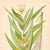 Mid-Century Modern 1905 Nordic Tufted Loosestrife Chromolithograph | Antique Swedish Botanical Print For Sale - Image 3 of 5