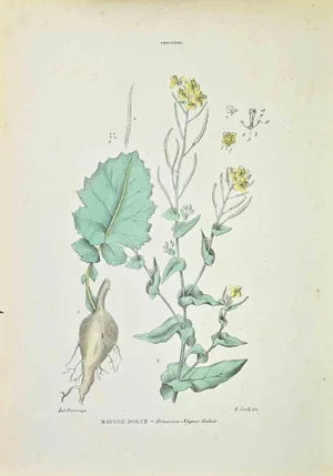 Vincenzo Tenore, Sweet Swede, Lithograph, 1870s