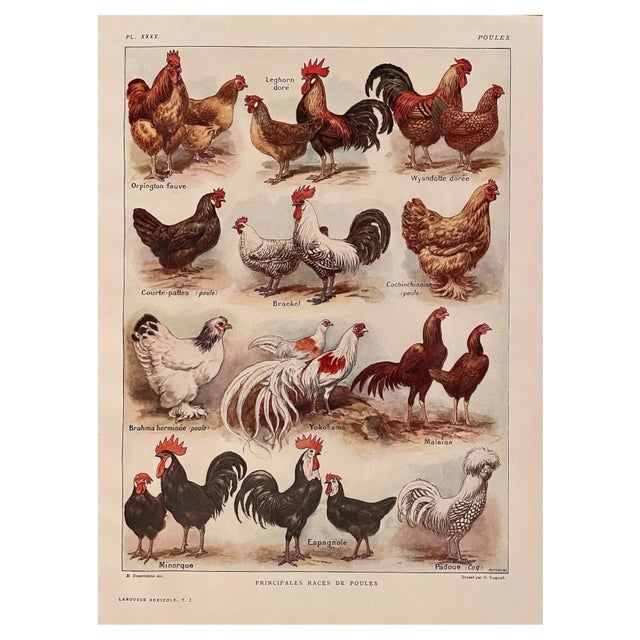 Maurice Dessertenne, Hens, 1920, Lithographic Engraving For Sale