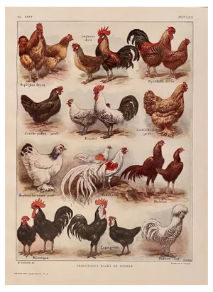 Maurice Dessertenne, Hens, 1920, Lithographic Engraving