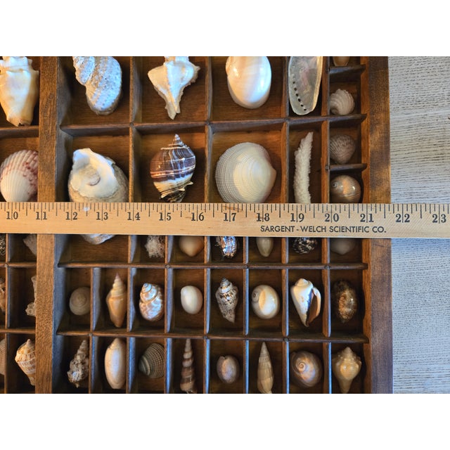 Antique Hamilton Letterpress Printer Tray Drawer With Natural Specimen Shells For Sale - Image 14 of 18