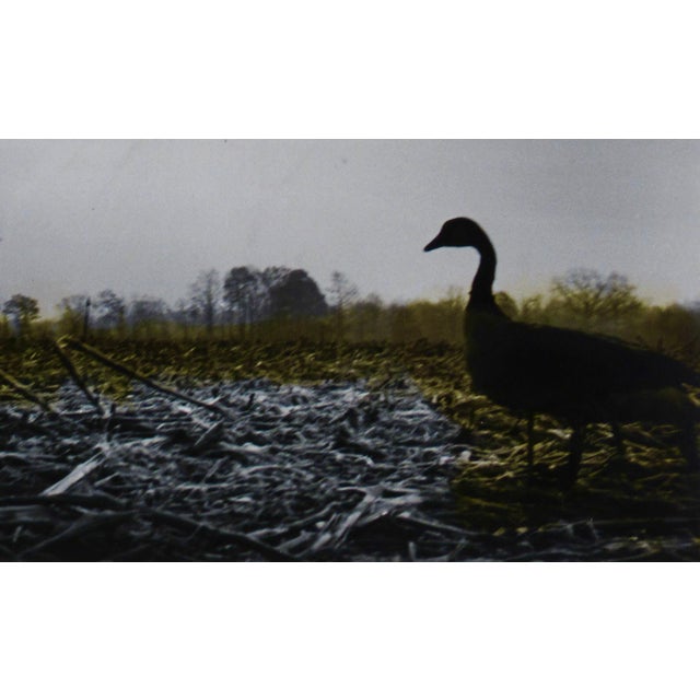 Richard Stacks Dead Goose C. 1960 Photography For Sale - Image 4 of 6