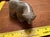 Stone 2000s Carved Soap Stone Bear by Ben Saclamana, Signed, Inuit, Alaska. Soapstone. For Sale - Image 7 of 8