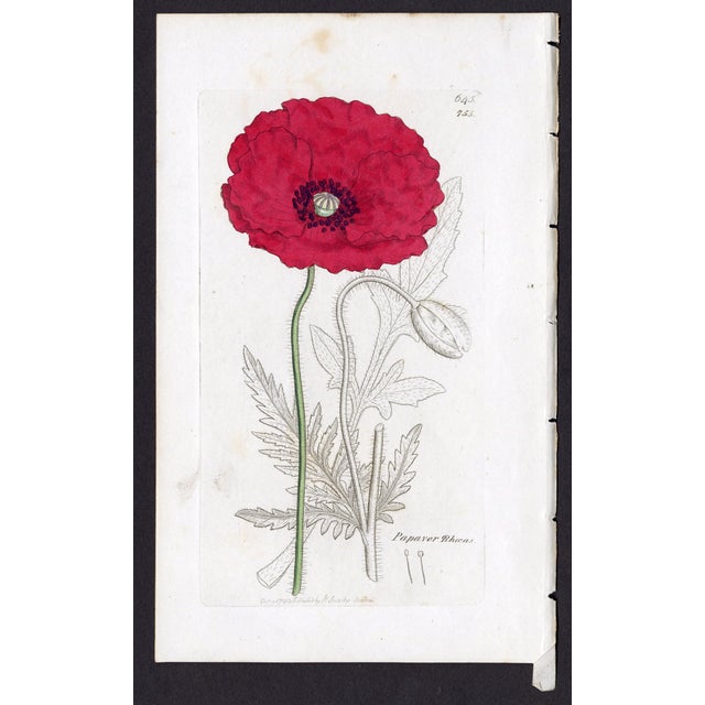 Offered here is an original antique botanical print from the celebrated English Botany series, featuring the distinctive...