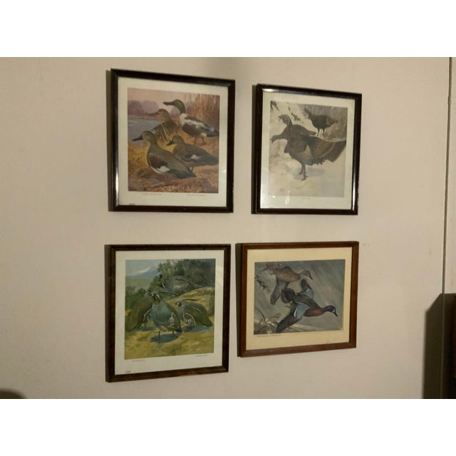 1917 Vintage DuPont Promotional Game Bird Framed Prints by Hunt & DeFeo - Set of 4 For Sale - Image 9 of 13