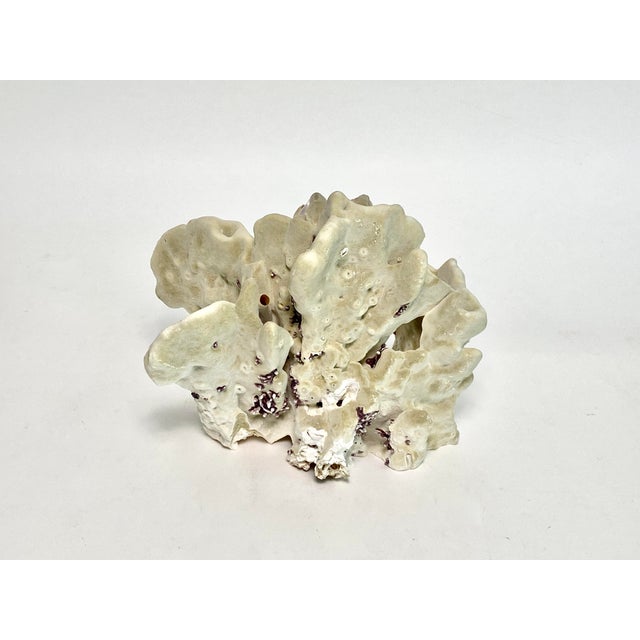 Shell Natural Fire Coral Specimen For Sale - Image 7 of 10