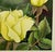Jo Cartwright Yellow Roses Watercolor For Sale - Image 4 of 6
