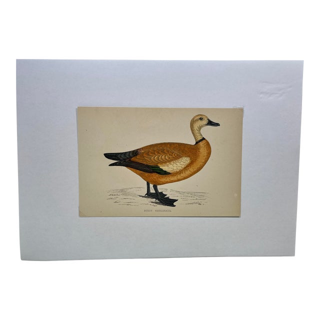 Antique Hand Tinted Bird Print From England Featuring a Ruddy Shieldrake Duck - Circa 1880 For Sale