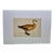 Antique Hand Tinted Bird Print From England Featuring a Ruddy Shieldrake Duck - Circa 1880 For Sale