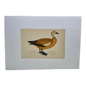 Antique Hand Tinted Bird Print From England Featuring a Ruddy Shieldrake Duck - Circa 1880