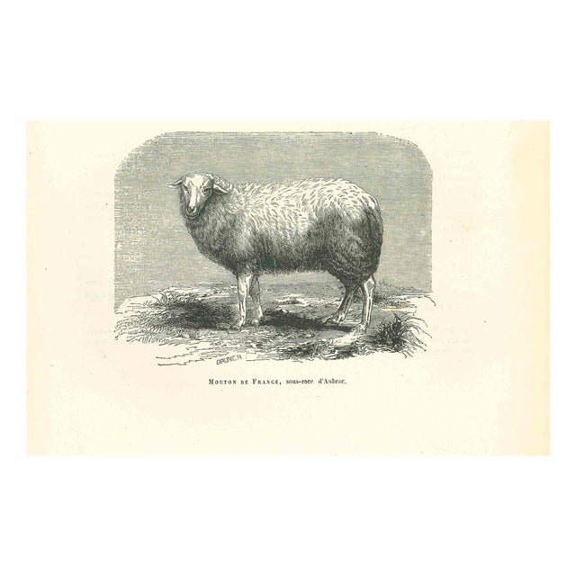 Paul Gervais, The Sheep, 1854, Lithograph For Sale