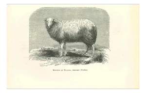 Paul Gervais, The Sheep, 1854, Lithograph