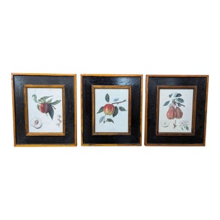 Set of 3 Framed Botanical Fruit Prints – Classic Wall Art Decor For Sale