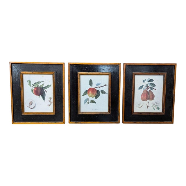 Set of 3 Framed Botanical Fruit Prints – Classic Wall Art Decor For Sale