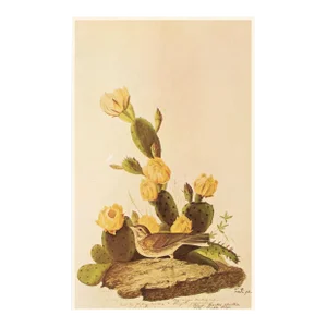 1966 Vintage Farmhouse Cottage Print "American Grass Finch" After John James Audubon