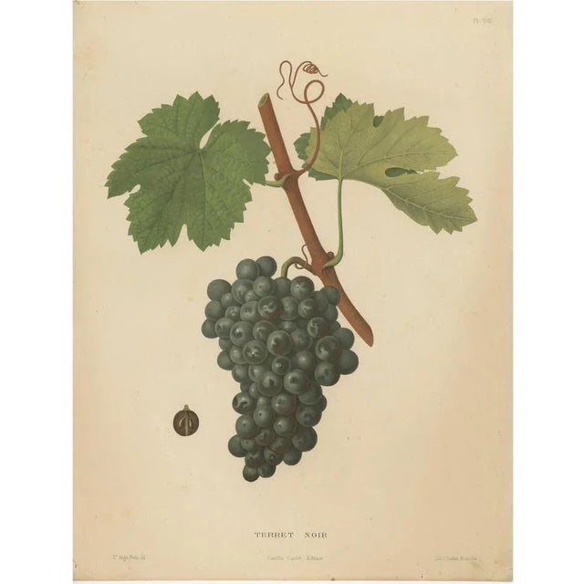 Henri Marès, Terret Noir Grape Variety, 1890, Paper For Sale - Image 6 of 6