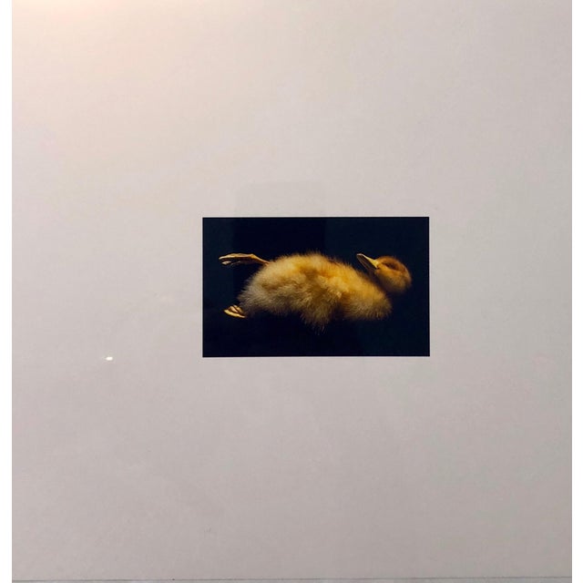 This is a proof print. signed and marked bat (for bon a tirer or good to print) This is a single print from 1998 Birds....