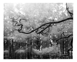 Baltic Pine - Signed Fine Art Photograph with Pre-Order Copy of Solace Book 2024