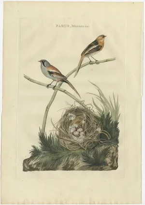 Sepp & Nozeman, Bird Illustration of the Reedling, 1770, Print