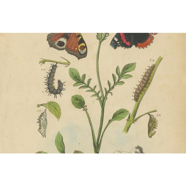 E. Guérin, Butterfly with Caterpillars, 1835, Engraving, Set of 2 For Sale - Image 10 of 11