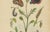 E. Guérin, Butterfly with Caterpillars, 1835, Engraving, Set of 2 For Sale - Image 10 of 11
