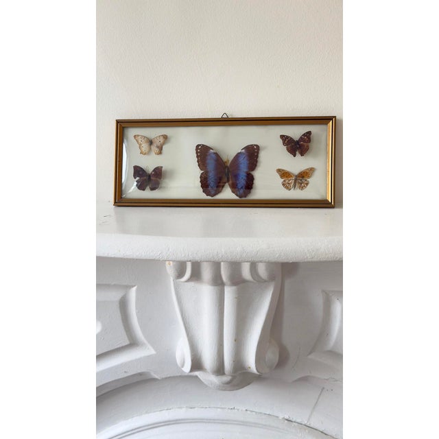 Vintage 1970s Framed Morpho Butterfly Specimens, Pair For Sale In New York - Image 6 of 12