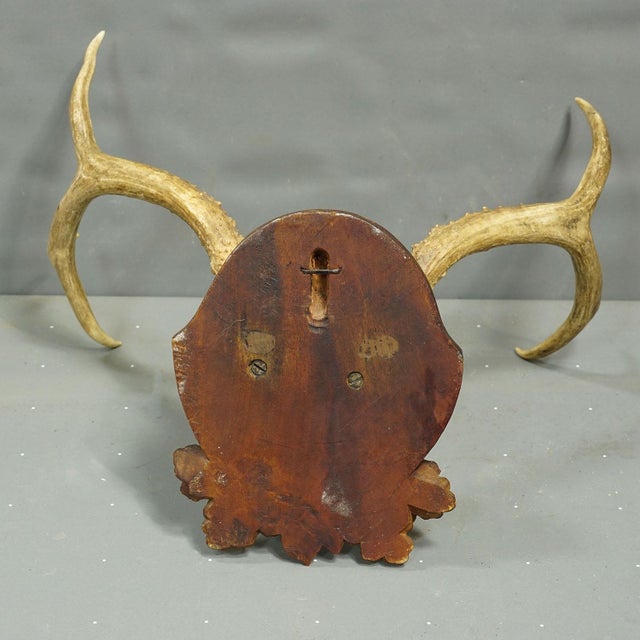 Antique White Tailed Deer Trophy on Carved Plaque - Germany 1930s For Sale - Image 4 of 5