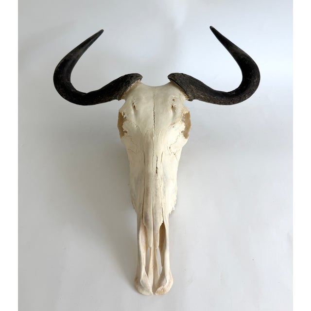 Natural African Wildebeest European Skull Mount For Sale - Image 4 of 6