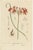 "Elegant Flora: A Showcase of Bessera, Lisianthus, Masdevallia, and Ceratostema" This title emphasizes the elegance and...