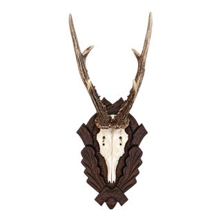 Antique Black Forest Roe Deer Trophy Antler Mount - (#2 of 3 Individual Mounts Listed) For Sale
