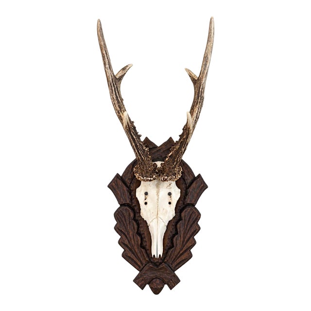 Antique Black Forest Roe Deer Trophy Antler Mount - (#2 of 3 Individual Mounts Listed) For Sale
