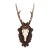Antique Black Forest Roe Deer Trophy Antler Mount - (#2 of 3 Individual Mounts Listed) For Sale