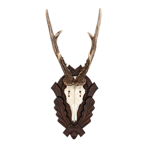 Antique Black Forest Roe Deer Trophy Antler Mount - (#2 of 3 Individual Mounts Listed)