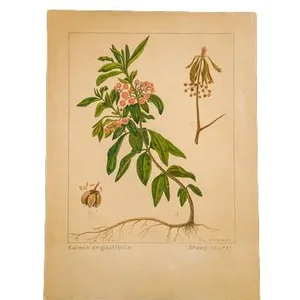 R.H. Greeley Sheep-Laurel Botanical Watercolor