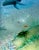 1990s Pair of Etched Glass Ocean-Themed Doors For Sale - Image 5 of 11