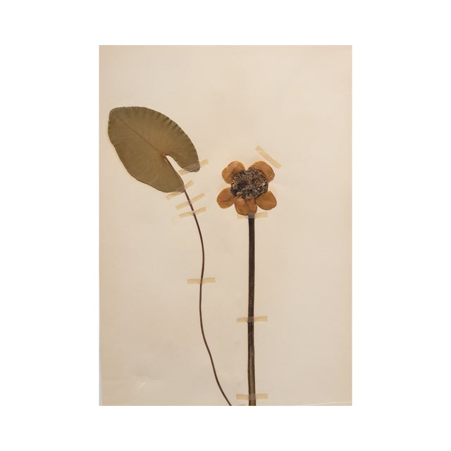 Vintage Swedish Herbarium - Water Lily, circa 1938