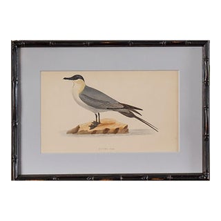 Antique Hand Colored Bird Engraving (C. 1865) | in Contemporary Black Bamboo Frame (Buffon Skua) For Sale