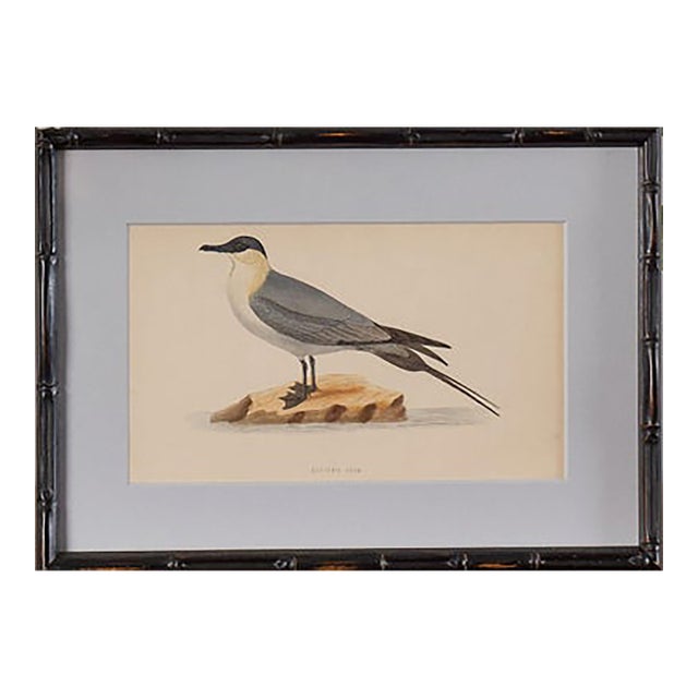 Antique Hand Colored Bird Engraving (C. 1865) | in Contemporary Black Bamboo Frame (Buffon Skua) For Sale