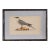 Antique Hand Colored Bird Engraving (C. 1865) | in Contemporary Black Bamboo Frame (Buffon Skua) For Sale