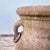 Terracotta pot with double handles, ideal for a rustic touch in the garden Height: 42 Width: 27 Depth: 22. This piece is...