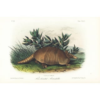 1854 Audubon Quadruped Octavo Lithograph "Plate 146 Nine-Banded Armadillo" For Sale