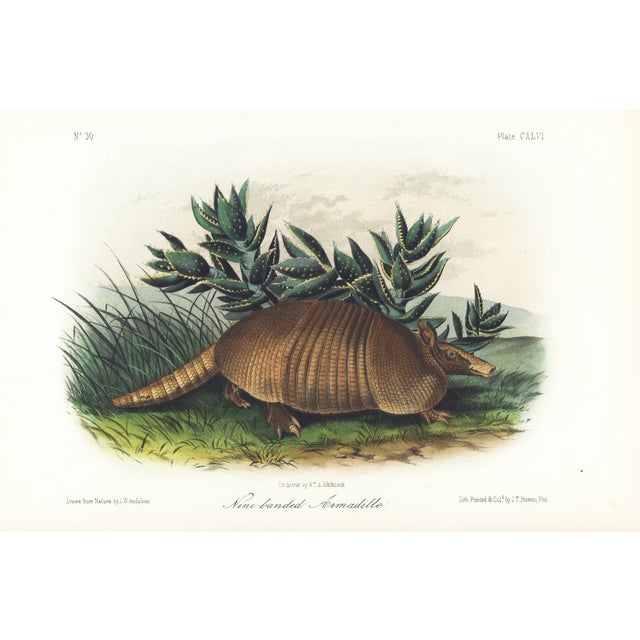 1854 Audubon Quadruped Octavo Lithograph "Plate 146 Nine-Banded Armadillo" For Sale