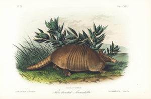 1854 Audubon Quadruped Octavo Lithograph "Plate 146 Nine-Banded Armadillo"